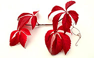 red vine leaves