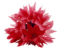 cornflower dark red
